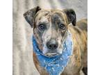 Adopt Emory a Mountain Cur