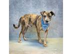 Adopt Emory a Mountain Cur