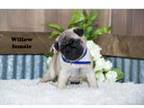 Pug Puppy for sale in Clare, MI, USA