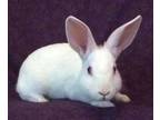 Adopt Pixie a Bunny Rabbit