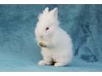 Adopt Gavi a Lionhead