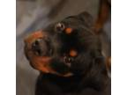 Rottweiler Puppy for sale in Elyria, OH, USA