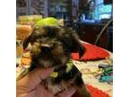 Yorkshire Terrier Puppy for sale in Dover, DE, USA