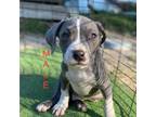 Mutt Puppy for sale in Savannah, GA, USA