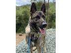 Adopt Bravo a German Shepherd Dog, Belgian Shepherd / Malinois