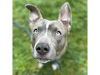 Adopt Milo a Pit Bull Terrier