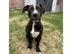 Adopt Larry a Pit Bull Terrier