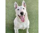 Adopt Zeus a Bull Terrier