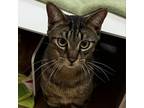 Adopt Shakeys a Domestic Short Hair