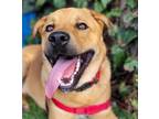 Adopt Bobby a Black Mouth Cur, Labrador Retriever