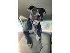 Adopt Kane avail after 4/23 alter a Pit Bull Terrier