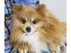 Adopt Noah a Pomeranian