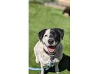 Adopt Snow a Cattle Dog, Mixed Breed