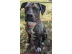 Adopt Benji a Catahoula Leopard Dog, Mixed Breed