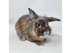 Adopt Duracell a Lionhead