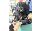 Adopt Tink a Bernese Mountain Dog, Poodle