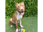 Adopt Cole a Pit Bull Terrier