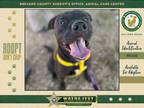 Adopt Stealth a Mixed Breed