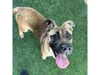 Adopt Bandit a Mixed Breed