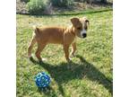 Adopt Charlie 20438 a Mixed Breed