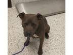 Adopt Rags- ADOPTED a Pit Bull Terrier, Mixed Breed