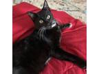 Adopt Sinclair a Domestic Short Hair