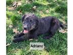 Adopt Adriano a Mixed Breed