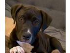 Adopt Shadow a Labrador Retriever, Mixed Breed