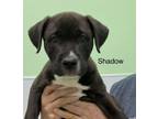 Adopt Shadow a Labrador Retriever, Mixed Breed