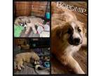 Adopt Boromir a Great Pyrenees, Anatolian Shepherd