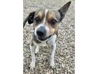 Adopt Gilligan a Mixed Breed