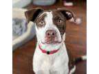 Adopt Goose FKA Declan Carbonara **Off-Site Foster Home** a Mixed Breed