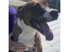 Adopt Vance a Boxer