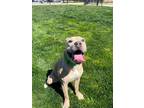 Adopt Kaine a American Staffordshire Terrier