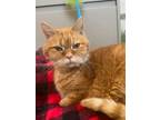 Adopt DC a Domestic Medium Hair