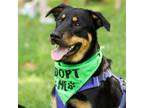 Adopt Chase a Labrador Retriever, Shepherd