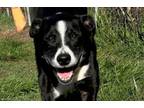 Adopt Orion a Border Collie, Pit Bull Terrier