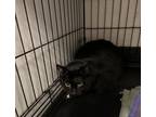 Adopt Killian a Domestic Short Hair