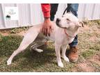 Adopt Kyng a Pit Bull Terrier, Beagle