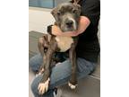 Adopt Toy Story a Pit Bull Terrier