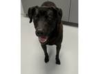 Adopt Payton a Labrador Retriever