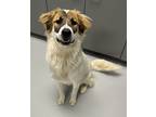 Adopt Toby a Great Pyrenees