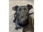 Adopt Zuko a Labrador Retriever, Mixed Breed