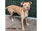 Adopt Trout a Pit Bull Terrier