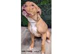 Adopt Eros a Pit Bull Terrier