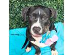 Adopt Meatloaf a American Bully