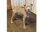 Adopt Marco a American Bully