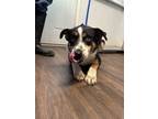 Adopt Jake a Australian Shepherd