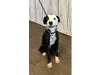 Adopt Beau a Border Collie