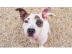 Adopt Ping-Pong a Pit Bull Terrier, Mixed Breed